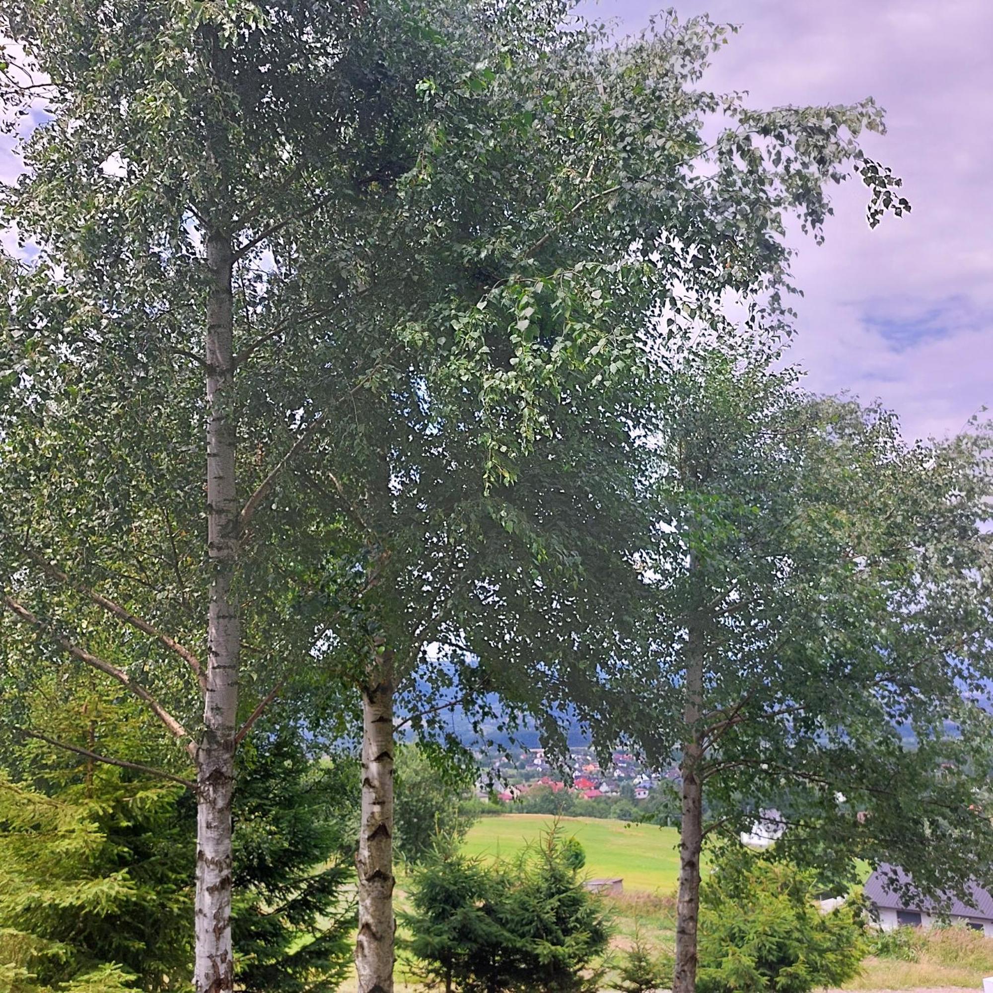 Swierkowy Zakatek U Bacy Wieprz (Zywiec) Exterior foto
